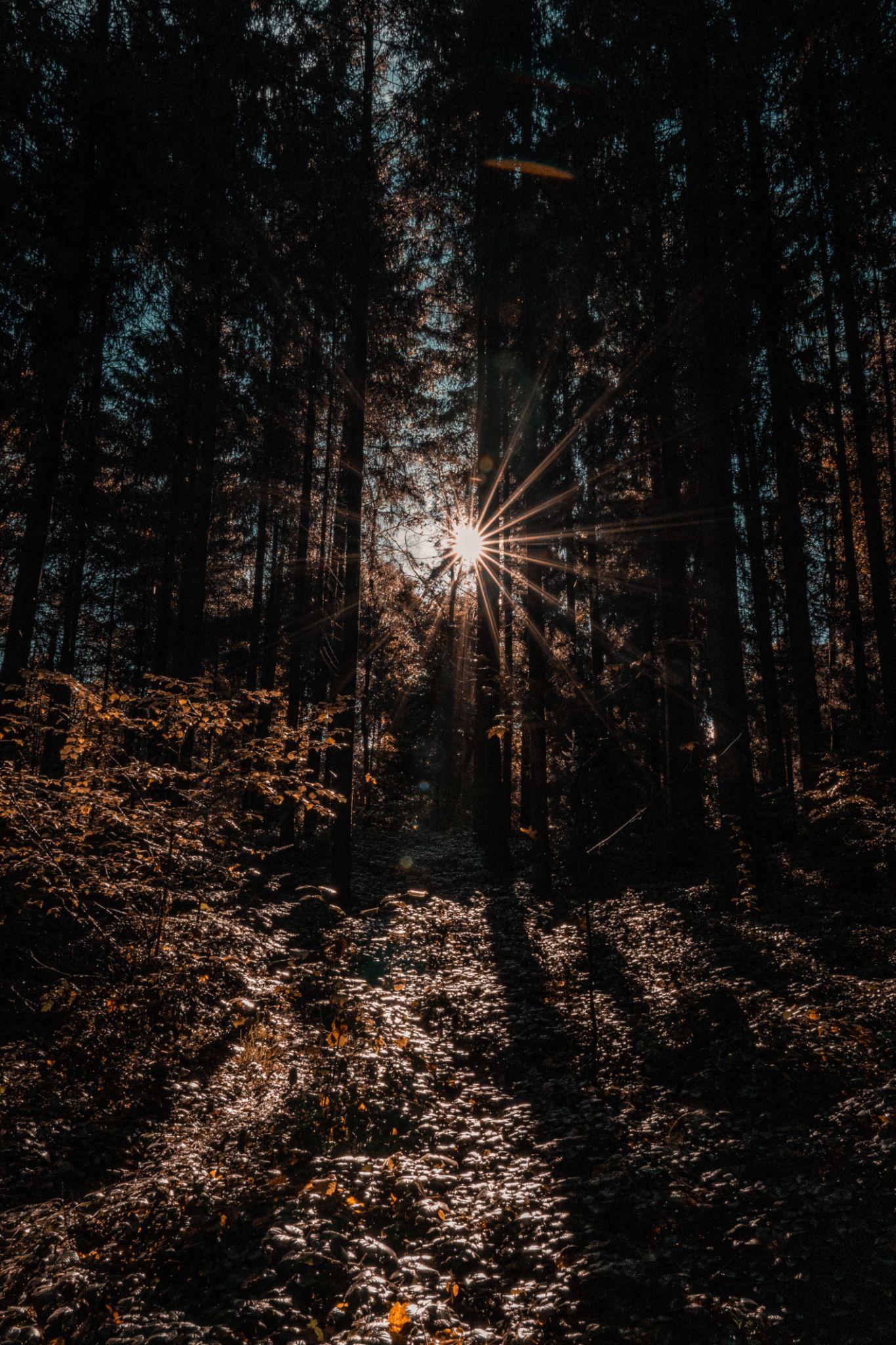 Sunlight breaking through tall trees in a quiet forest